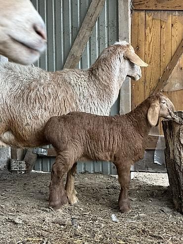 бакал жугору: Сатам | Козу | Гиссар | Союуга — 7