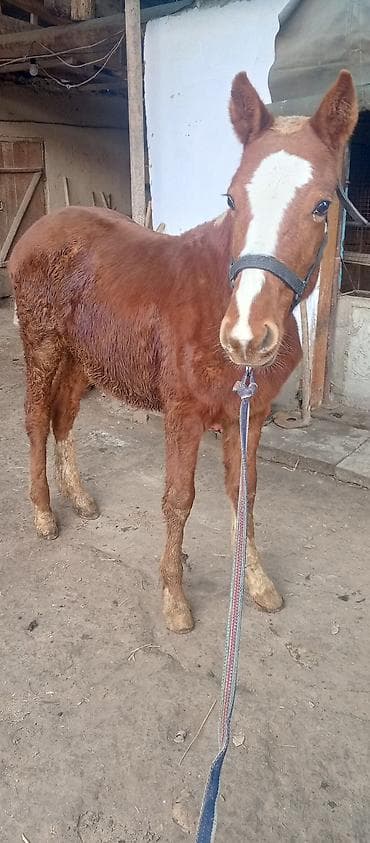 лошадь цена: Продаю | Кобыла (самка) | Рабочий | Мерин — 3