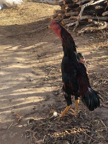 купить змею в бишкеке: Продаю | Петух, Куры | Дакан | Для боев, На забой — 1