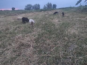 жирные бараны: Продаю | Овца (самка) | Для разведения — 5