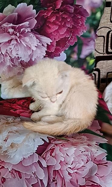 мал доктор: Шотландский вислоухий котёнок, окрас белый с кремовыми ушками и — 2