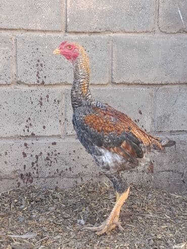 где купить волнистого попугая: Продаю | Петух | Дакан | Для разведения — 2