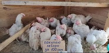 легорн: Продаю | Куры | Леггорн | Несушки — 1