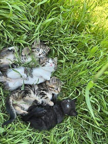 🐾 Очаровательные котята ищут дом! 4 пушистых малыша готовы подарить