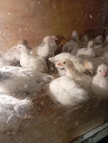 Животные: Продаю | Цыплята | Суссекс | Для разведения — 2