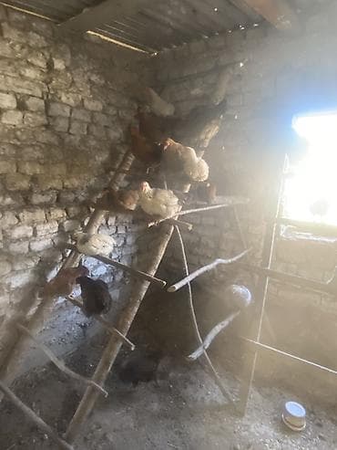 яйца инкубатор: Продаю | Куры | Домашняя | Для разведения — 2