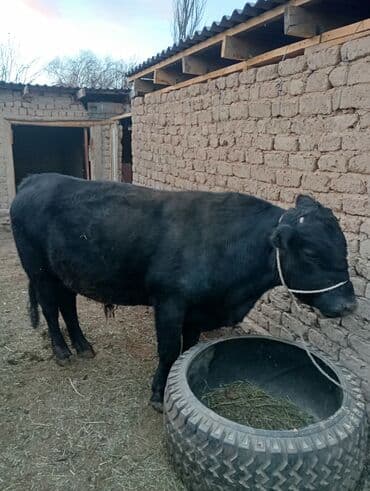 продам бычка: Продаю | Бык (самец) | На откорм | Привязанные — 3