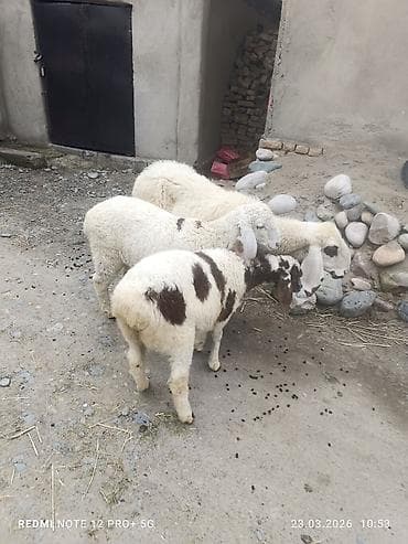 дикая утка: Продаю | Овца (самка) | На забой | Матка — 1