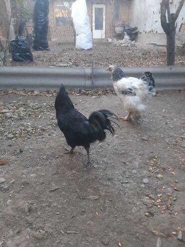 домик для животных: Ухейлу чистый петушок маладой толка начил пет 1ш прашу 1500сом брамо — 5