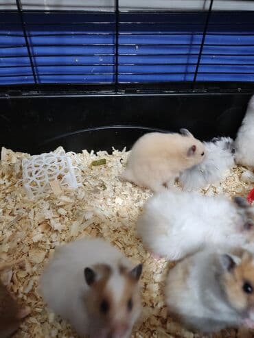 сирийский хомячок: Маленькие пушистые сирийские хомячки. Очень игривые, ручные, не — 2