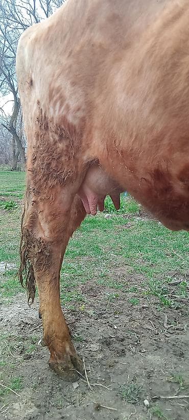 продаю конь: Продаю | Тёлка | Для разведения | Привязанные — 6