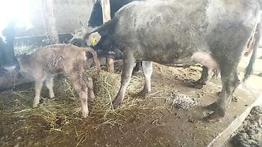 куплю быков на мясо: Продаю | Корова (самка) | Полукровка | После отела — 1