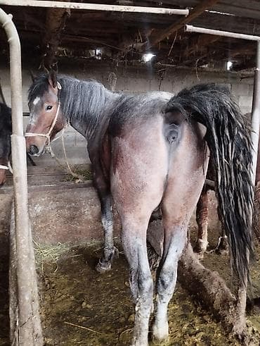 жылкы жаныбар: Сатам | Жылкы (эркек) | Союуга | Асыл тукумдуу — 3