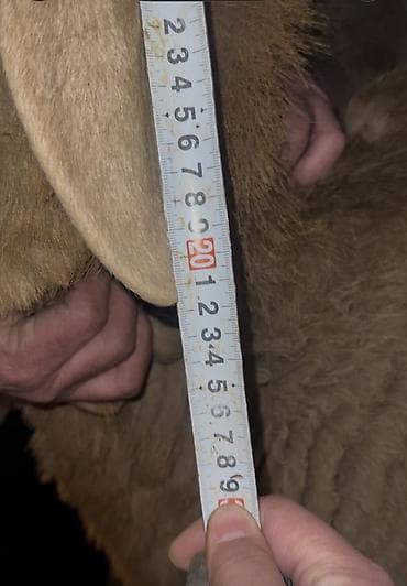 телега для лошади: Продаю | Баран (самец) | Арашан | Для разведения | Племенные — 4