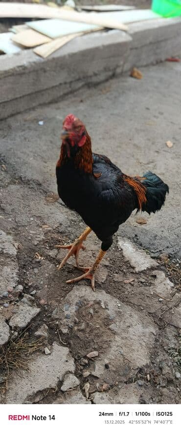 сколько стоит ротвейлер щенок: Продаю | Петух | Дакан | Для боев — 7