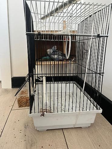 гнездо для попугаев: Волнистые попугаев с домиком Описание:баасы договорный - Просторная — 2