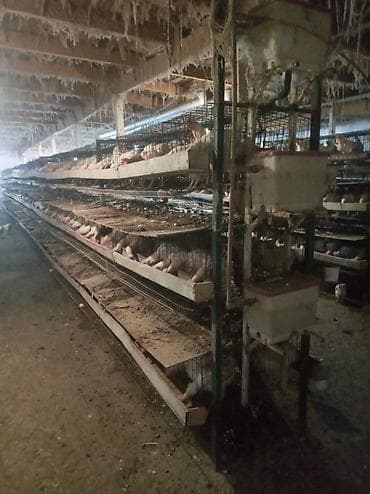 Продаются куры с птичника по130 сом