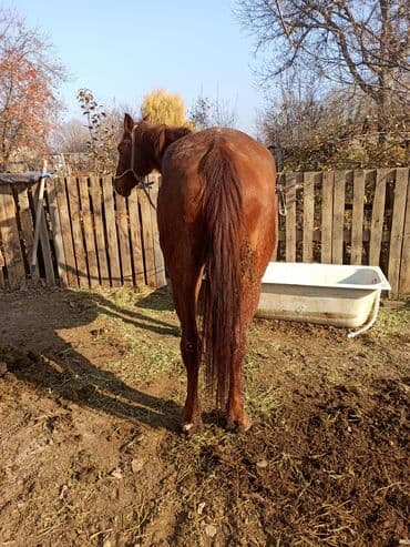 отдам породистую собаку в хорошие руки: Продаю | Кобыла (самка) | Рабочий | Племенные — 3