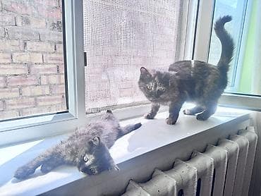 мал айдаган ит сатылат: Мышык бекер берилет: Породасыз, 2 айлык, Ургаачы, Лотокко барууга үйрөтүлгөн — 7