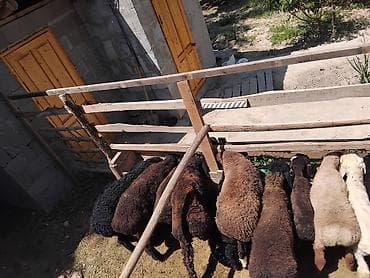 продажа щенков немецкой овчарки с документами в бишкеке: Продаю | Ягненок | Для разведения | Племенные — 1