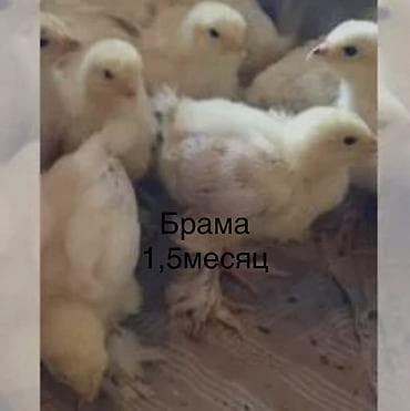 красный страитель: Продаю | Цыплята | Бройлерная — 2