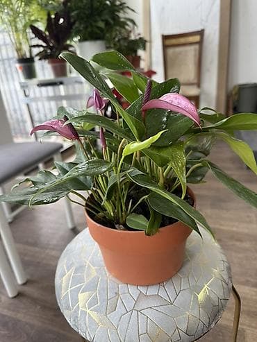 Антуриумы: Антуриум (Anthurium) в горшке - Компактный куст с плотными глянцевыми — 4