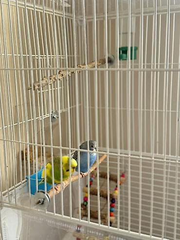 утка голубой фаворит: Волнистые попугайчики с комплектом аксессуаров - Пара волнистых — 4