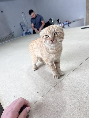 Кошки: Шотландский вислоухий котенок, окраса рыжий табби (полосатый) — 2