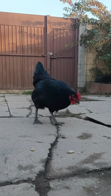 Продаю | Петух | Для разведения