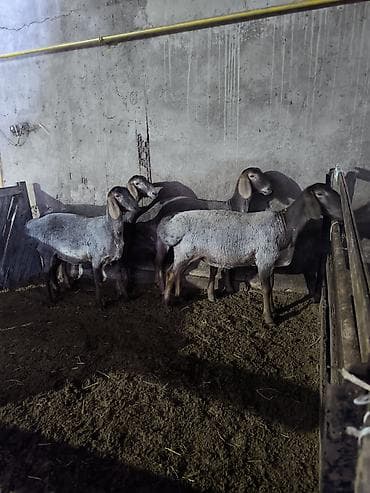 Сатам | Ургаачы кой (ургаачы) | Көбөйтүү үчүн | Токту — 3