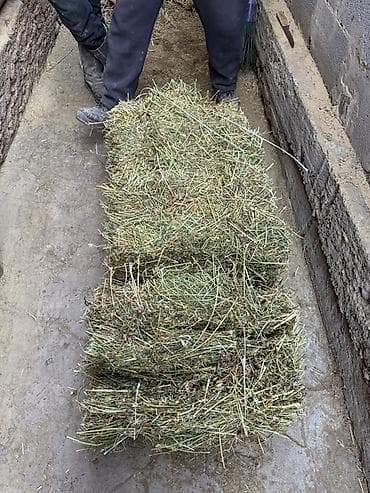 Силос 9 сомдон. Сенаж 12 сомдон. Токмок кегети беде биринчи кос таза at lalafo.kg Силос 9 сомдон. Сенаж 12 сомдон. Токмок кегети беде биринчи кос таза