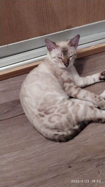 очень нужны: Друзья .Питомник бен гла мур с любовью предлагает вам котят — 12