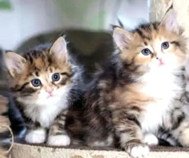 голая кошка сфинкс цена: Скотиш Фолд (Шотландская вислоухая), 2 месяца, Девочка, Золотая шиншилла, Приучена к лотку — 1