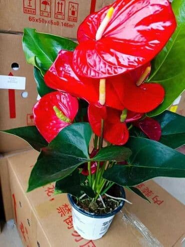 кактус эхинопсис: Комнатные растения в горшках: - Замиокулькас (Zamioculcas — 5