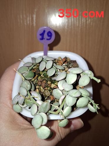 4 5мм: Комнатные растения в горшках. 1) Фикус бенджамина (узколистный — 4