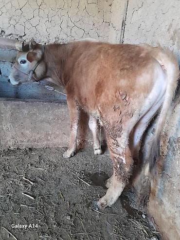 пол для скота: Продаю | Музоо, торпок | На откорм | Привязанные — 3