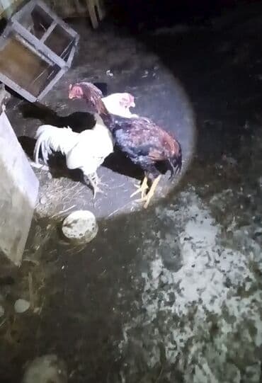 Ветеринар кызматы: Сатам | Короздор | Үй | Көбөйтүү үчүн — 1