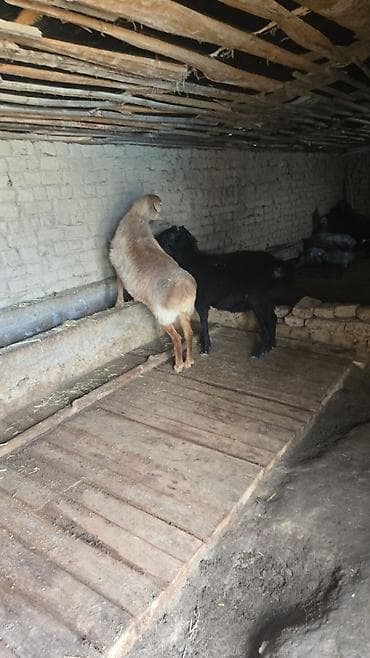 Продаю | Овца (самка) | Для разведения