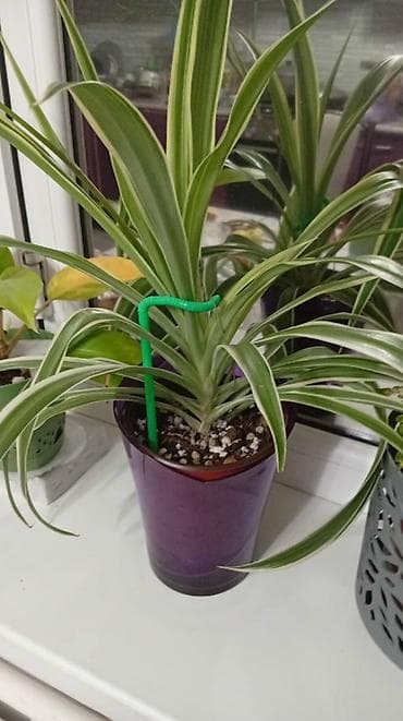 Хлорофитумдар: Комнатные цветы: фикус 350, хлорофитум 300, эпипремнум 200 — 2