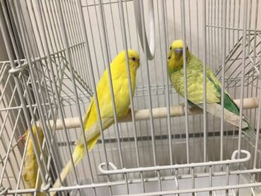 сухое молоко для животных: Продаются пара попугаев. С клеткой — 1