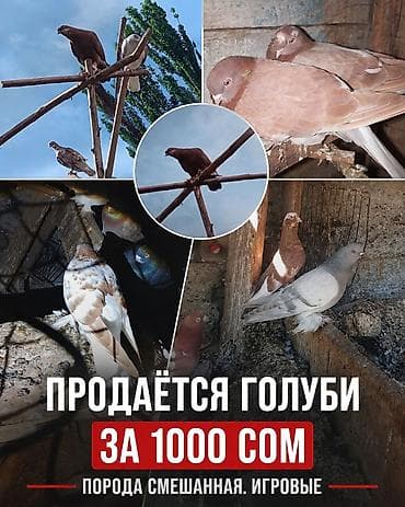 тазы собака: Игровые голуби, порода смешанная. - Окрас: рыжие, серые, пёстрые. - — 1
