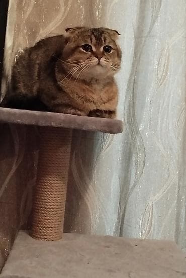 кошке: Кот для вязки, шотландская вислоухая (скоттиш-фолд), 3 года, опытный — 2