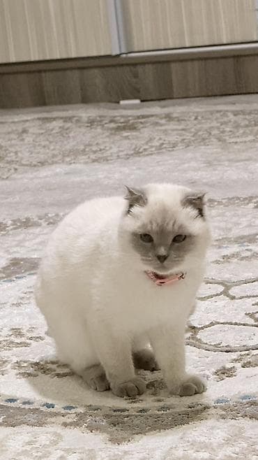 купить котёнка мейн кун: Отдаю в добрые руки моих котов, из за аллергии, белая девочка, черный — 1