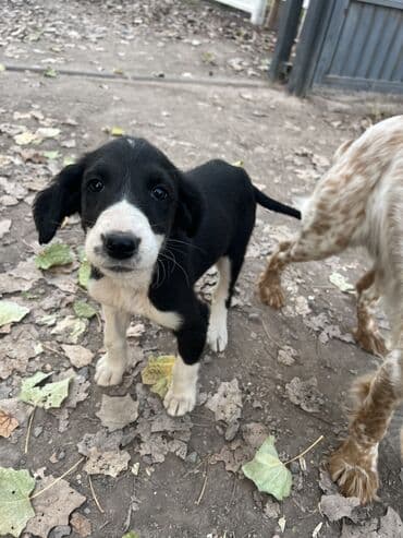 чихуахуа сколько стоит: Щенки чистопородные, помёт разного окраса. На фото — активные малыши с — 3