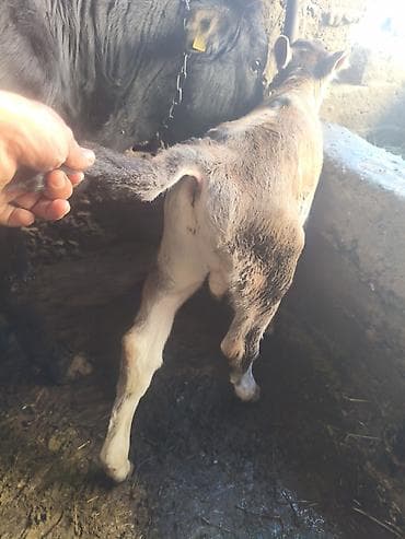 боос кой: Продаю | Тёлка | Для разведения — 2