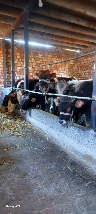 купить собаку шпица недорого: Продаю | Музоо, торпок | Полукровка | На откорм | Привязанные — 2