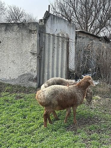 А/ч жаныбарлары үчүн тоюттар: Сатам | Кочкор (эркек) | Көбөйтүү үчүн — 5