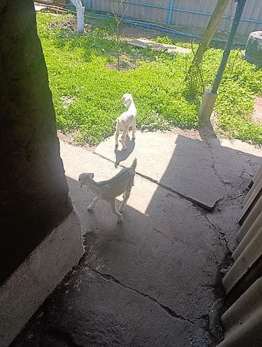 Продам с/х животных: Продаю | Козлёнок | Полукровка | Для разведения | Племенные, Котные, Осеменитель — 7