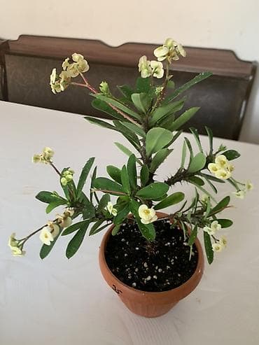 для круп: Комнатные растения в горшках: 1) Молочай Миля (Euphorbia milii — 1