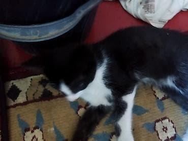 клевер кант: Котята, домашние, короткошёрстные. - Окрас: один черно‑белый (с — 1